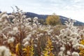 Uncultivated agriculture field with wild plants Royalty Free Stock Photo