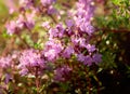 Uncultivated flowering thyme. Royalty Free Stock Photo