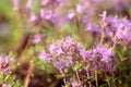 Uncultivated flowering thyme. Royalty Free Stock Photo