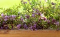 Uncultivated flowering thyme Royalty Free Stock Photo