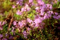 Uncultivated flowering thyme Royalty Free Stock Photo