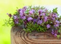 Uncultivated flowering thyme. Royalty Free Stock Photo