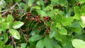 Uncultivated Italian buckthorn ripe red berry in wild forest close up.