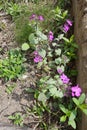 Uncultivated Lunaria annua with bright violet flowers Royalty Free Stock Photo