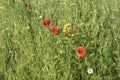 Red poppies in an uncultivated meadow in sunshine