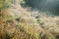 Uncultivated meadow at hill slope in bright sunlight