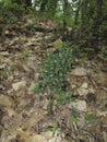 Uncultivated plant Ruscus aculeatus