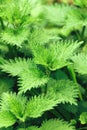 Uncultivated stinging nettle in a lush green meadow Royalty Free Stock Photo