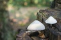 Volvariella bombycina mushroom on tree tunk macro Royalty Free Stock Photo