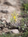 Uncultivated wild Ajuga chamaepitys subsp. Chia also known as ground pine, Cappadocia, Turkey in steppe.