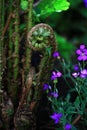 Uncurling Fern and flower