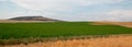 Uncut Alfalfa field in Montana USA Royalty Free Stock Photo