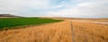 Uncut Alfalfa field in Montana USA