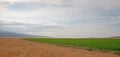 Uncut Alfalfa field in Montana USA Royalty Free Stock Photo