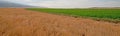 Uncut Alfalfa field in Montana USA Royalty Free Stock Photo