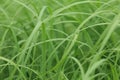 Uncut grass closeup Royalty Free Stock Photo