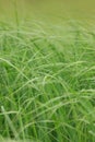 Uncut grass closeup Royalty Free Stock Photo