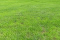 Uncut green grass, young grows in a field. Grassy lawn, texture for background. Summer is a sunny day, rice field or golf Royalty Free Stock Photo