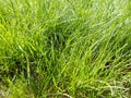Uncut lawn. Green lush grass on the lawn. Lawn, carpet, natural green untrimmed grass field Royalty Free Stock Photo