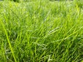 Uncut lawn. Green lush grass on the lawn. Lawn, carpet, natural green untrimmed grass field Royalty Free Stock Photo