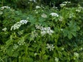 Uncut wet wild meadow with very long, flowering grass Royalty Free Stock Photo