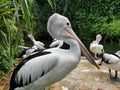 Undan kacamata, Australian pelican, Pelecanus conspicillatus white black pelican Royalty Free Stock Photo