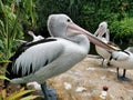 Undan kacamata, Australian pelican, Pelecanus conspicillatus white black pelican Royalty Free Stock Photo