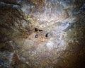 Undara Lava Tubes Delicate Ecosystem On Tour Australia