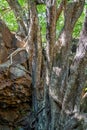 Undara Lava Tubes Delicate Ecosystem On Tour Australia