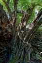 Undara Lava Tubes Delicate Ecosystem On Tour Australia