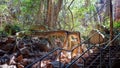 Undara Lava Tubes Delicate Ecosystem On Tour Australia