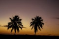 Undaunted tropical palm trees watching the sun go down. Two trees on a mountain facing the sun Royalty Free Stock Photo