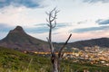 Undead tree of Lions Head Mountain