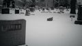 The Undead Walking through a Cemetery