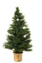 Undecorated Christmas tree Royalty Free Stock Photo