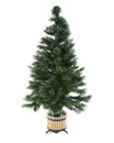 Undecorated christmas tree Royalty Free Stock Photo