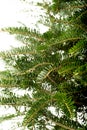 Undecorated christmas tree bunches Royalty Free Stock Photo