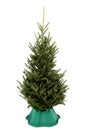 Undecorated Christmas Tree in Green Plastic Stand Royalty Free Stock Photo