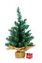 Undecorated small tree with small gift Royalty Free Stock Photo