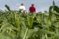 Undefined farmer in corn field