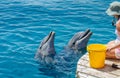 The undefined girl trainer with dolphin at the Dolphin Reef in Eilat, on the shores of the Red Sea