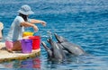 The undefined girl trainer feed the pair of dolphins at the Dolphin Reef in Eilat, on the shores of the Red Sea