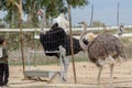 Undefined kid looking the ostriches at ostrich farm.