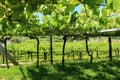 Under the Albarino Grapevines in MeaÃÂ±o Spain Royalty Free Stock Photo