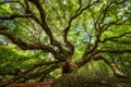 Under Angel Oak Tree Royalty Free Stock Photo