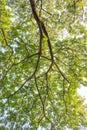 Under big green tree background Royalty Free Stock Photo