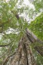 Under big green tree of a giant rainforest tree Royalty Free Stock Photo