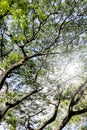 Under big green tree. Nature composition Royalty Free Stock Photo