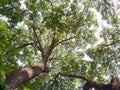 Under big green tree. Sprawling lush beautiful. Royalty Free Stock Photo