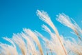 Under blue sky dry reeds blowing in the wind